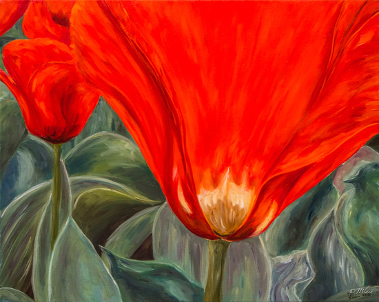 Tulipe royale