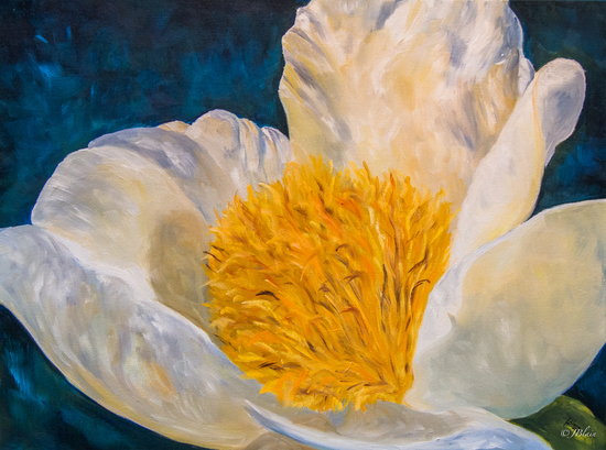 Pivoine archange