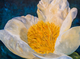 Pivoine archange