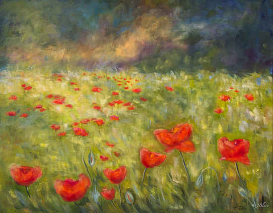 Champ de coquelicots