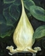 La lumineuse