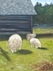 Le trio