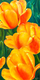 La valse des tulipes
