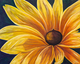 Rudbeckia