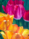 Festival des tulipes